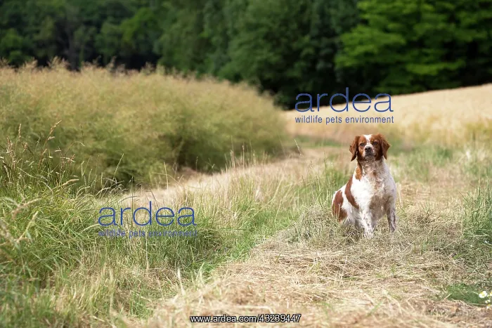  : Dog Brittany Spaniel