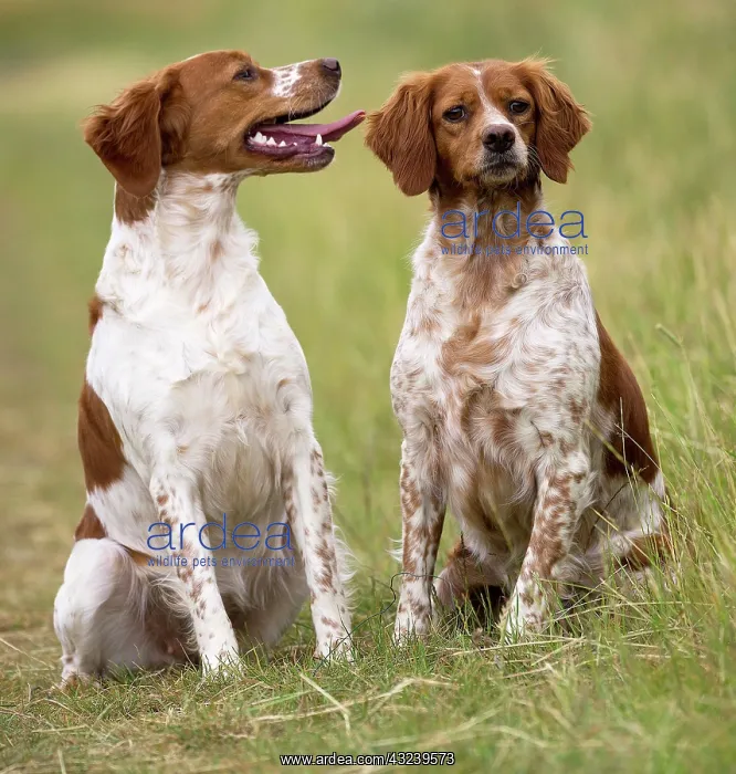  : Dog Brittany Spaniel