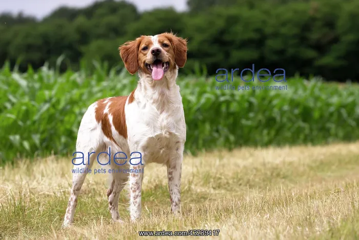  : Dog Brittany Spaniel with mouth open