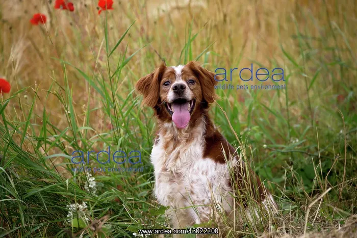 : Dog Brittany Spaniel mouth open with poppies