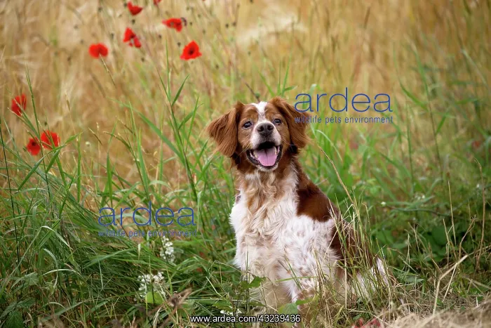  : Dog Brittany Spaniel mouth open with poppies