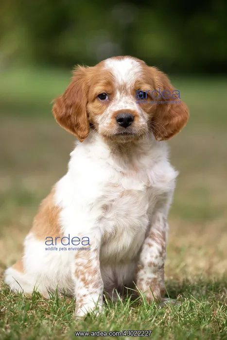  : Dog Brittany Spaniel puppy
