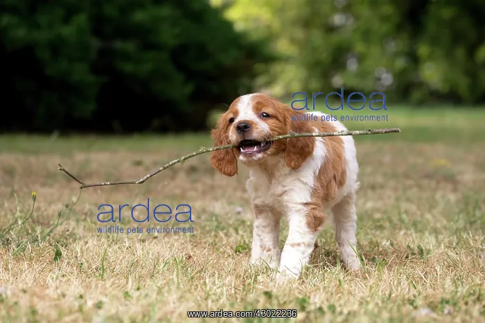  : Dog Brittany Spaniel puppy