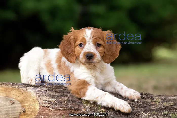  : Dog Brittany Spaniel puppy