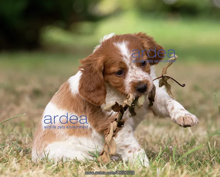  : Dog Brittany Spaniel puppy