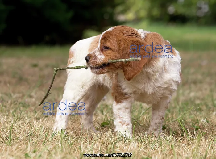  : Dog Brittany Spaniel puppy