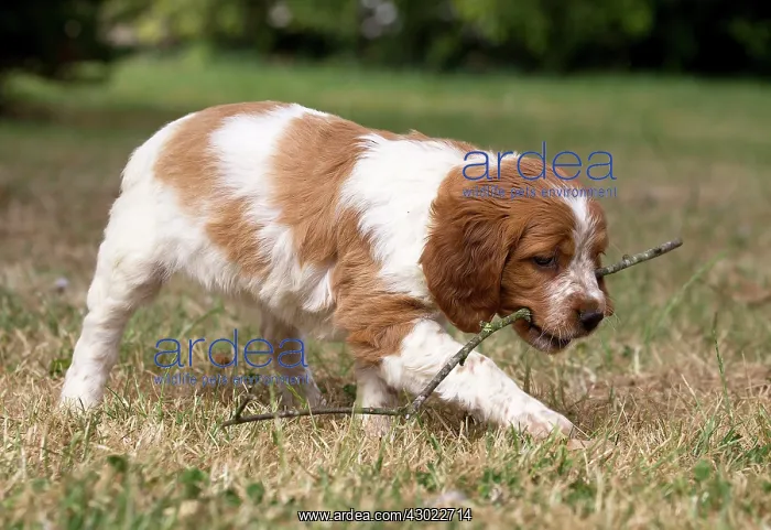  : Dog Brittany Spaniel puppy