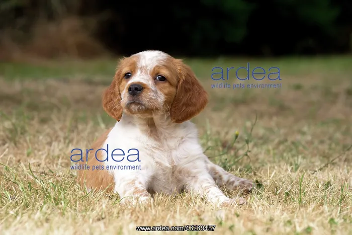  : Dog Brittany Spaniel puppy