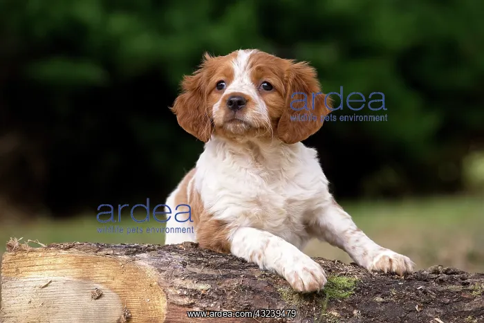  : Dog Brittany Spaniel puppy