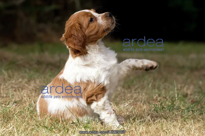  : Dog Brittany Spaniel puppy raising paw