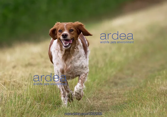  : Dog Brittany Spaniel running