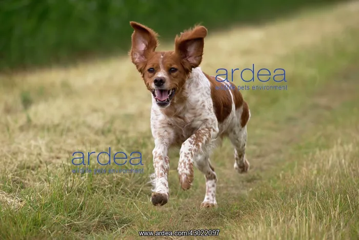  : Dog Brittany Spaniel running