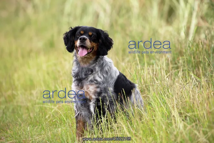  : Dog Brittany Spaniel running