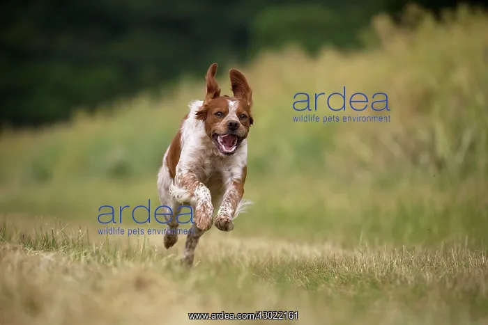  : Dog Brittany Spaniel running