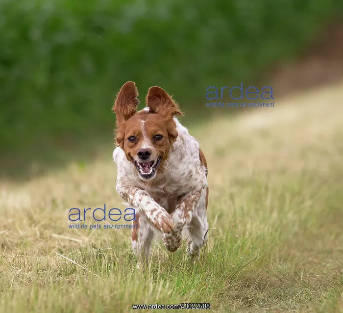  : Dog Brittany Spaniel running
