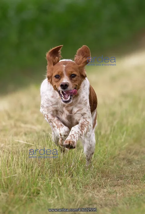  : Dog Brittany Spaniel running