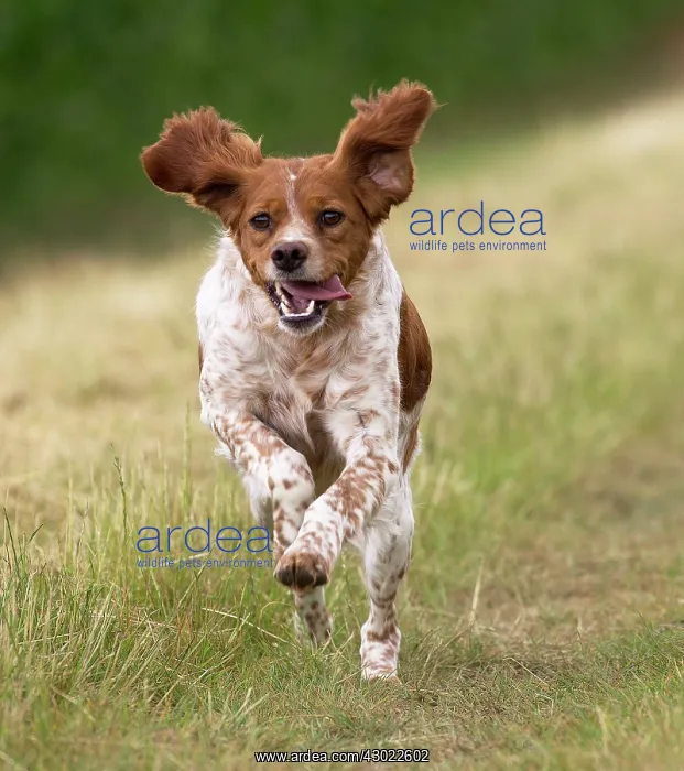  : Dog Brittany Spaniel running
