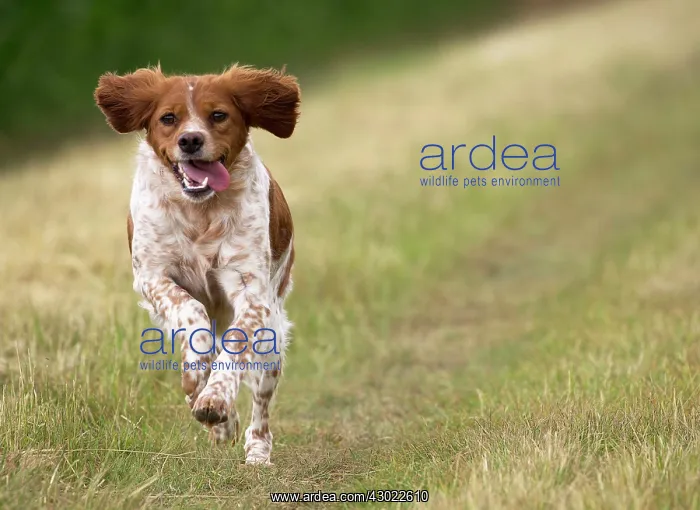  : Dog Brittany Spaniel running