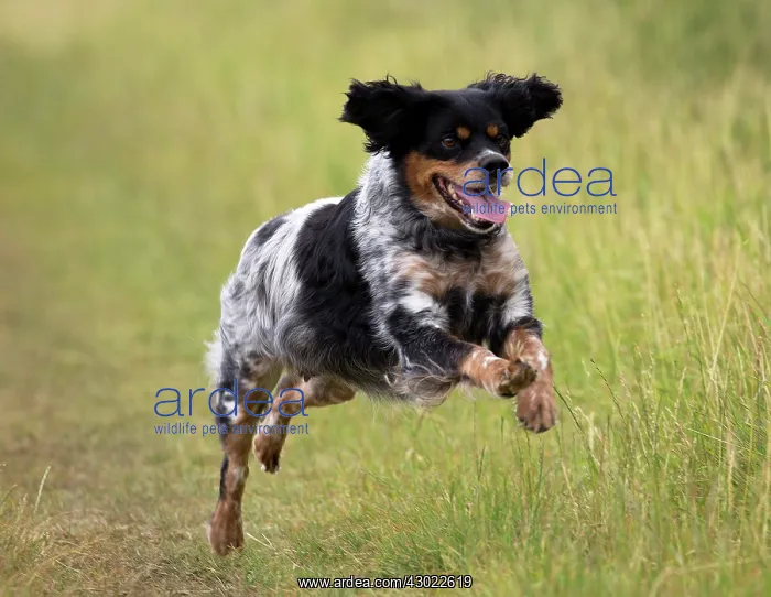  : Dog Brittany Spaniel running