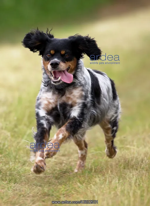  : Dog Brittany Spaniel running
