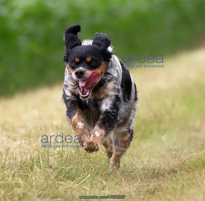  : Dog Brittany Spaniel running