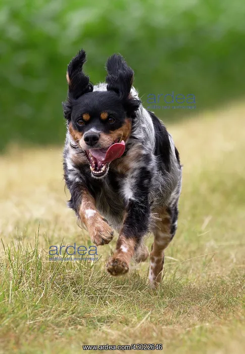  : Dog Brittany Spaniel running
