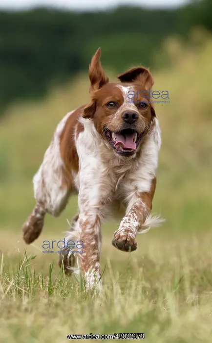  : Dog Brittany Spaniel running