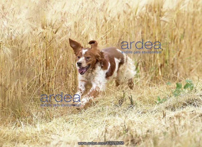  : Dog Brittany Spaniel running