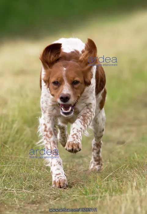  : Dog Brittany Spaniel running