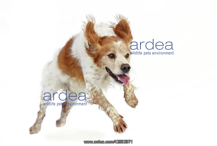 : dog - Brittany Spaniel running towards camera in studio : dog - Brittany Spaniel running towards camera in studio