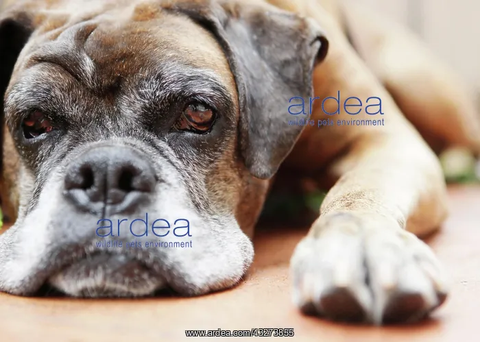 : Dog, brown, boxer, lying : Dog, brown, boxer, lying