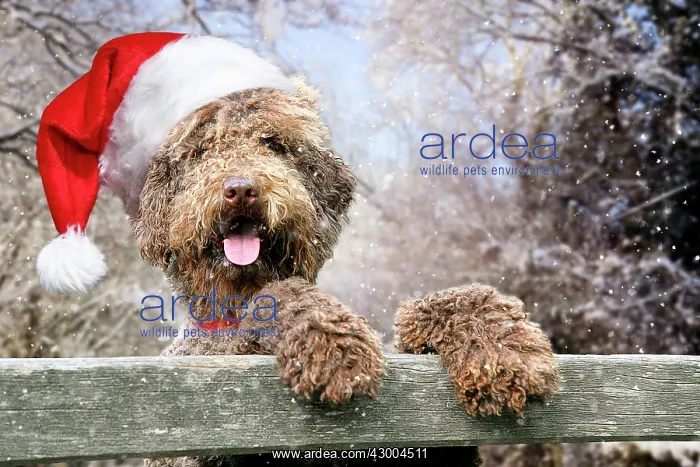 : Dog - Brown Labradoodle : Dog - Brown Labradoodle