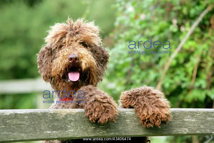 : Dog - Brown Labradoodle with front paws on gate : Dog - Brown Labradoodle with front paws on gate