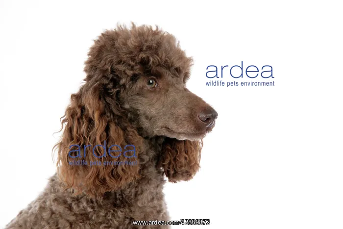  : DOG. Brown miniature poodle
