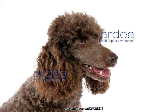  : DOG. Brown miniature poodle