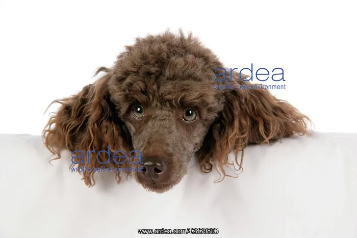  : DOG. Brown miniature poodle with head over ledge