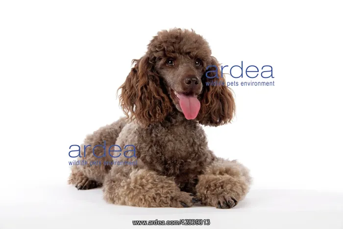  : DOG. Brown miniature poodle lying down