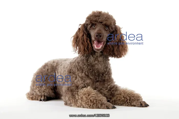  : DOG. Brown miniature poodle lying down