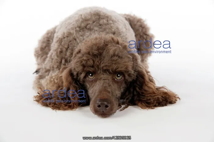  : DOG. Brown miniature poodle lying down