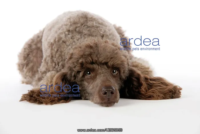  : DOG. Brown miniature poodle lying down