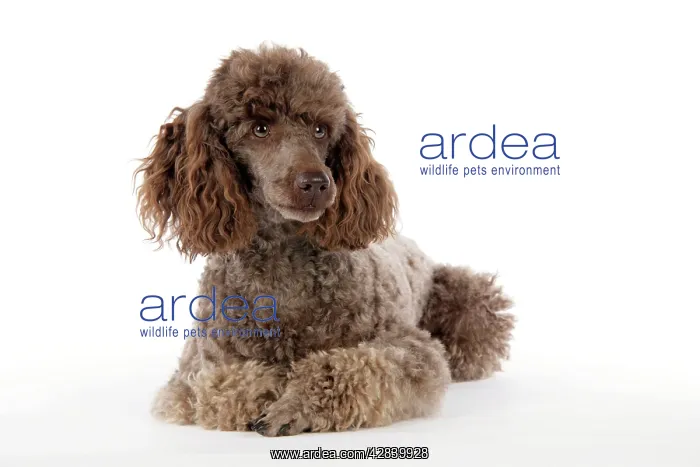  : DOG. Brown miniature poodle lying down