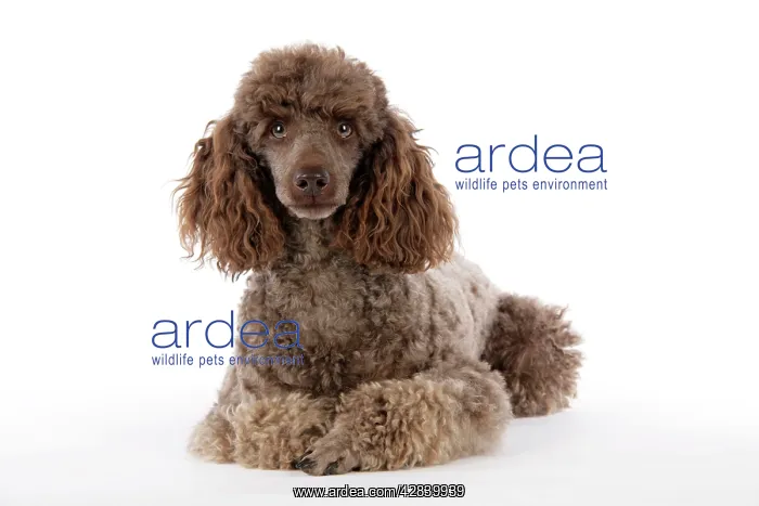  : DOG. Brown miniature poodle lying down