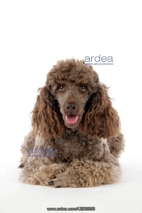  : DOG. Brown miniature poodle lying down