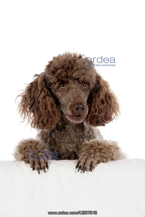  : DOG. Brown miniature poodle with paws over ledge