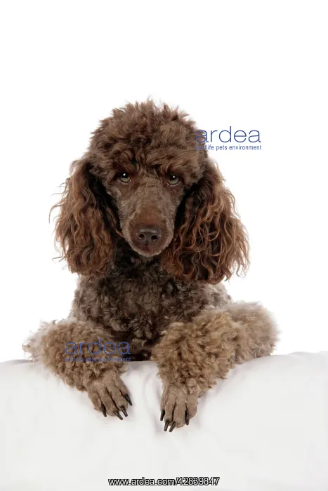  : DOG. Brown miniature poodle with paws over ledge