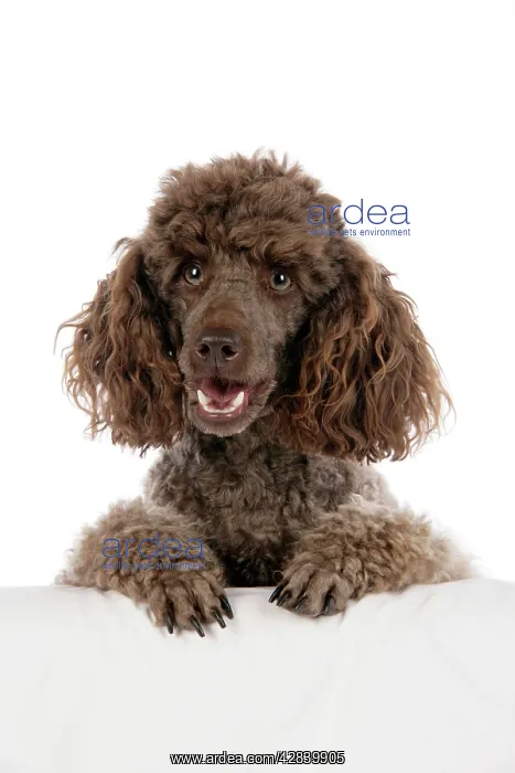  : DOG. Brown miniature poodle with paws over ledge
