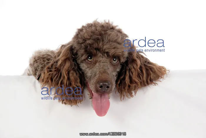  : DOG. Brown miniature poodle with paws over ledge