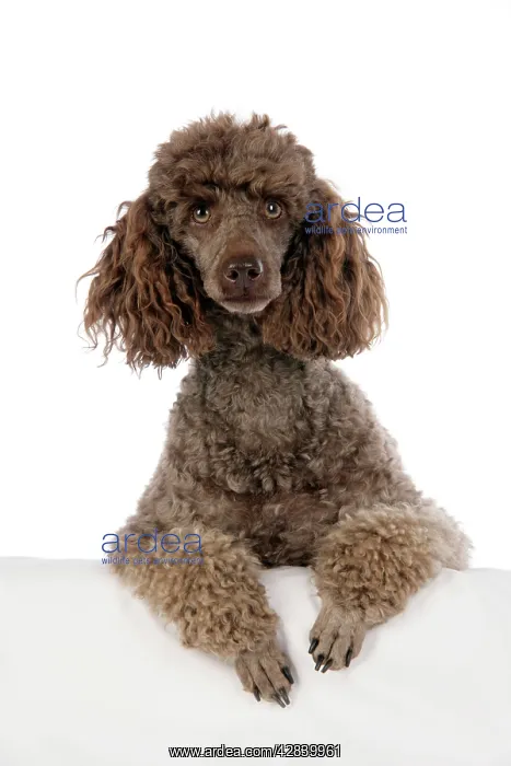  : DOG. Brown miniature poodle with paws over ledge