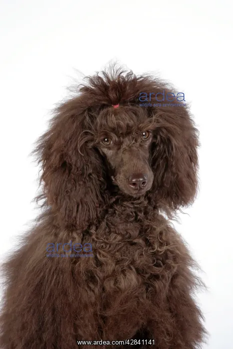 : Dog. Brown poodle : Dog. Brown poodle