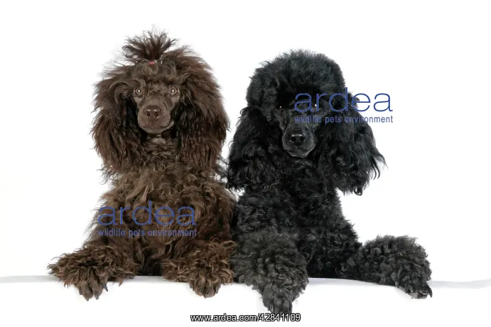 : Dog. Brown poodle and black poodle with paws over ledge : Dog. Brown poodle and black poodle with paws over ledge